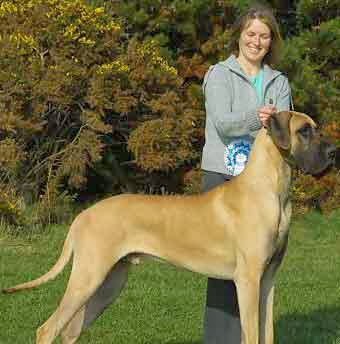 great_dane_03a.jpg