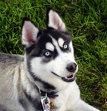 220px-Siberian_Husky_blue_eyes_Flickr.jpg