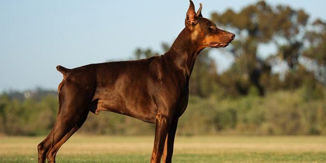 Doberman-Pinscher-standing-outdoors-660x330.jpg