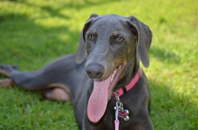 Blue_Doberman_Purebred_2013-07-26_13-47.jpg
