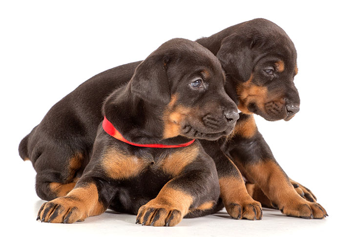Doberman-Pinscher-puppies.jpg