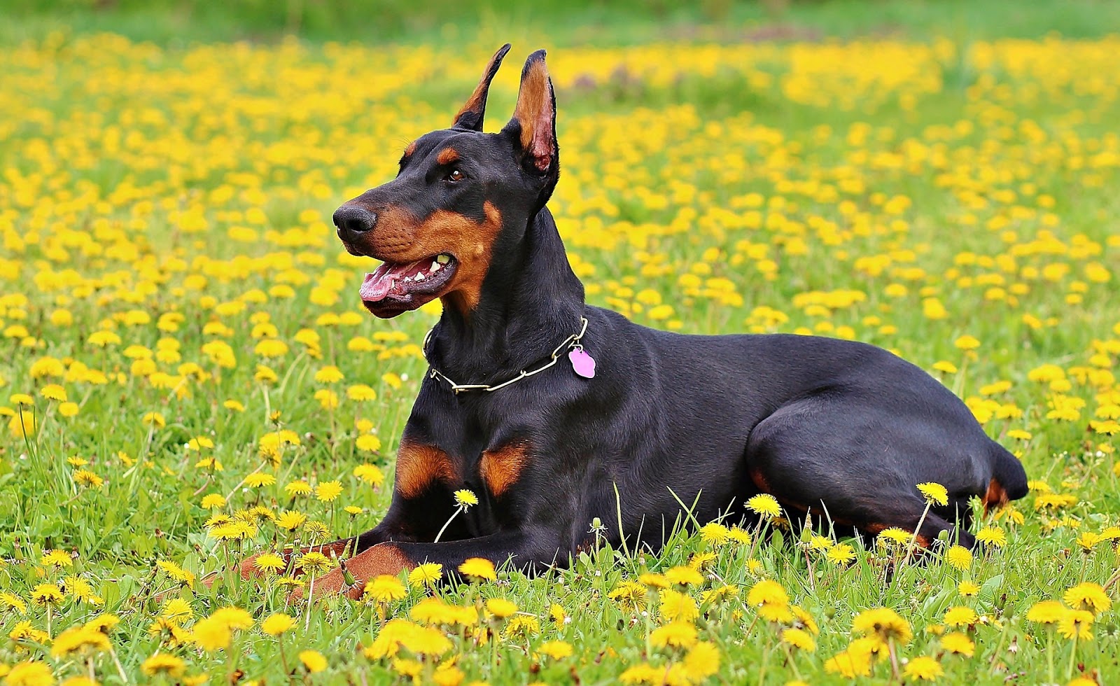 doberman-893931_1920.jpg