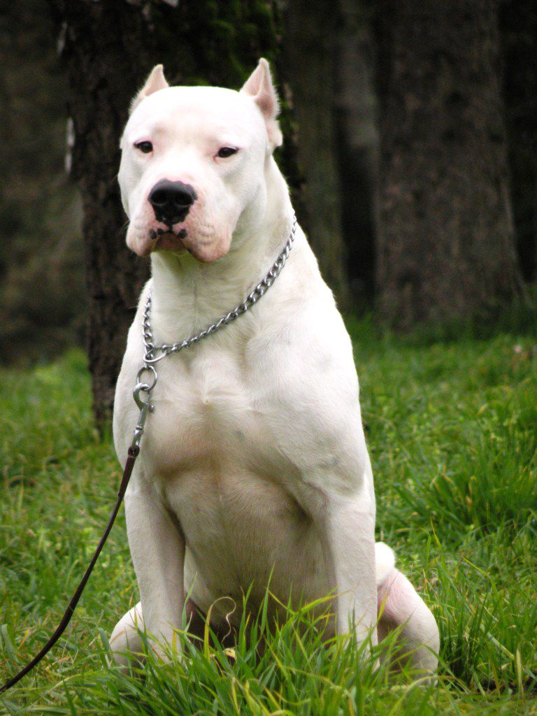 The-Dogo-Argentino-is-an-excellent-guard-dog-that-will-protect-its-family-with-fervor.jpg