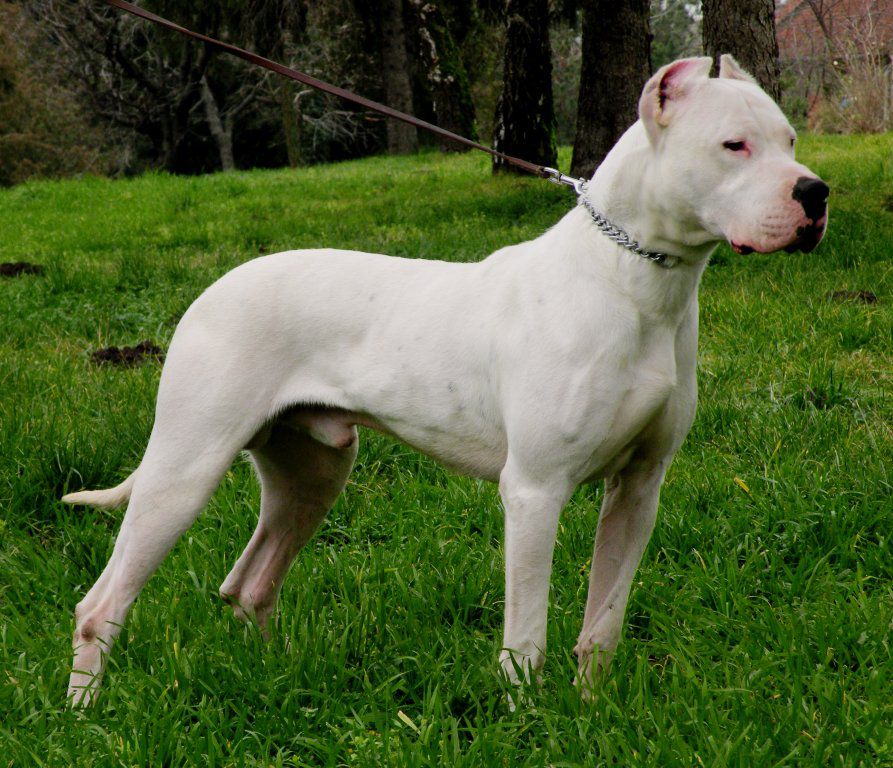 The-Dogo-Argentino-is-a-strong-fierce-and-still-loving-breed.jpg