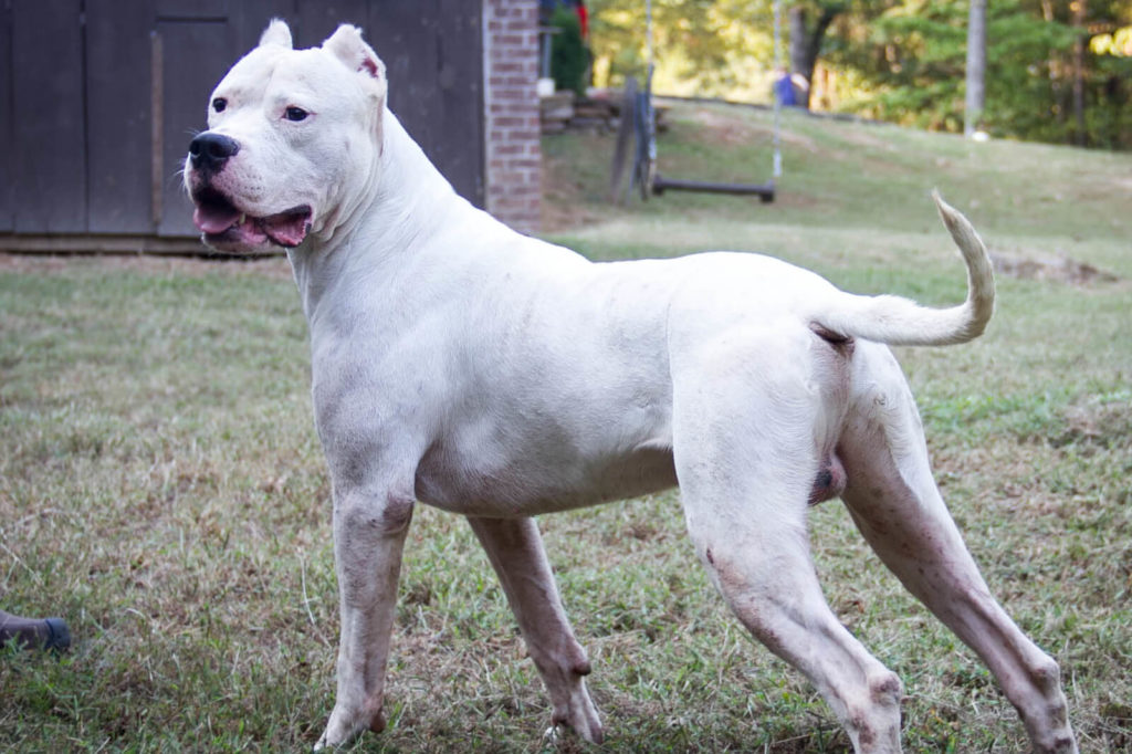 Dogo-Argentino4-e1572931142228-1.jpg