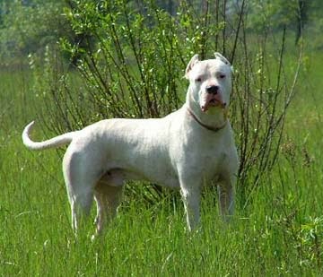 dogo-argentino-0005.jpg