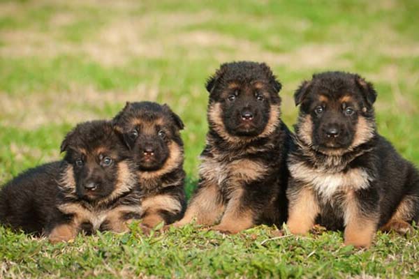 how-many-puppies-does-a-german-shepherd-have.jpg