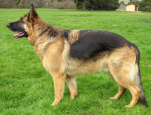 GermanShep1_wb.jpg