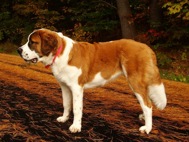 St_Bernard_Dog_001.jpg