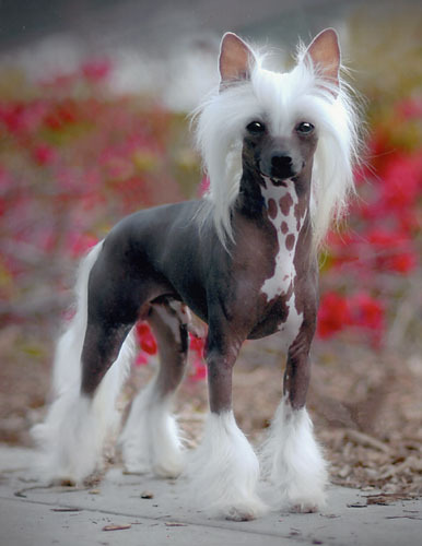 chinese-crested.jpg