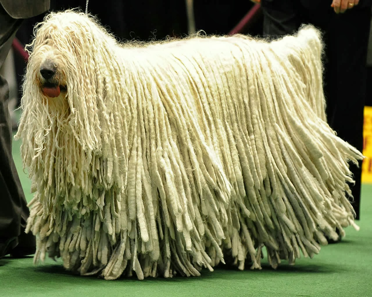cute-komondor-dog-wallpaper%5B1%5D.jpg