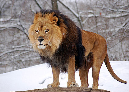 420px-African_Lion_Panthera_leo_Male_Pittsburgh_2800px_adjusted.jpg
