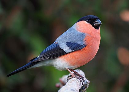420px-Bullfinch_male.jpg