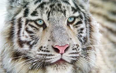 thumb-white-tiger-blue-eyes-bengal-tiger-predator-tigers.jpg