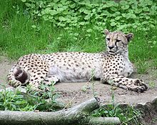 220px-Cheetah_0592.jpg