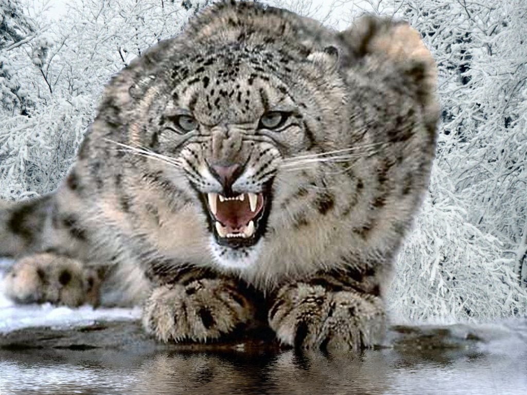 snow-leopard3.jpg
