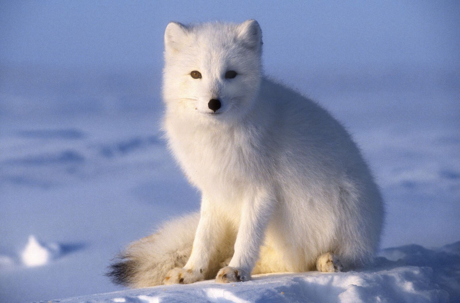 arctic-fox-468029675-5b3247a0c9e77c001a4df47a.jpg