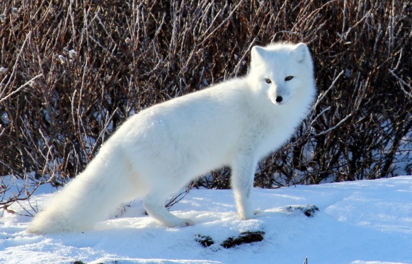 arctic-fox-facts_2205_2_1530490130.jpg