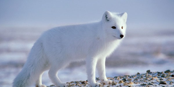 ArcticFox06-600x300.jpg