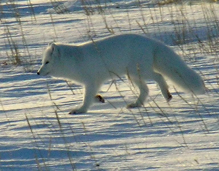 Arctic-fox.jpg