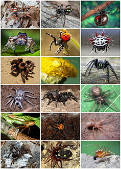 237px-Spiders_Diversity.jpg