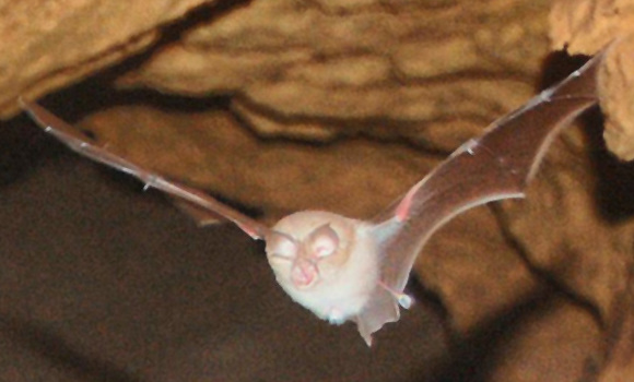 Rhinolophus_euryale-cropped.jpg