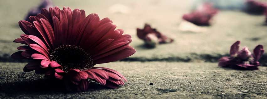 Flower-Vintage-Petals-Floral-Facebook.jpg