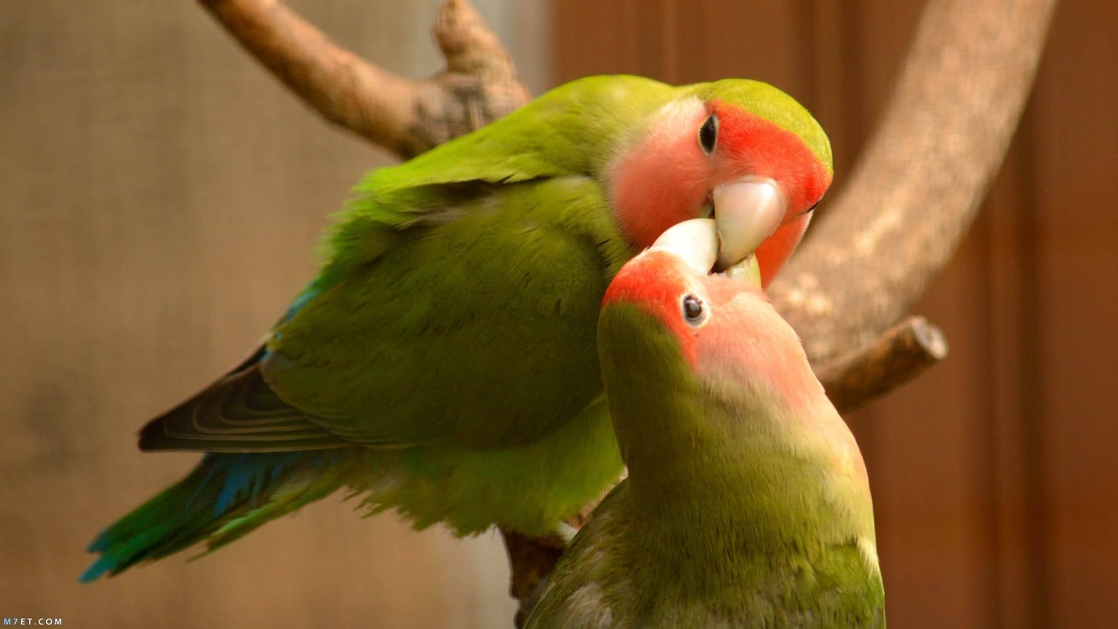 love-birds-scaled.jpg