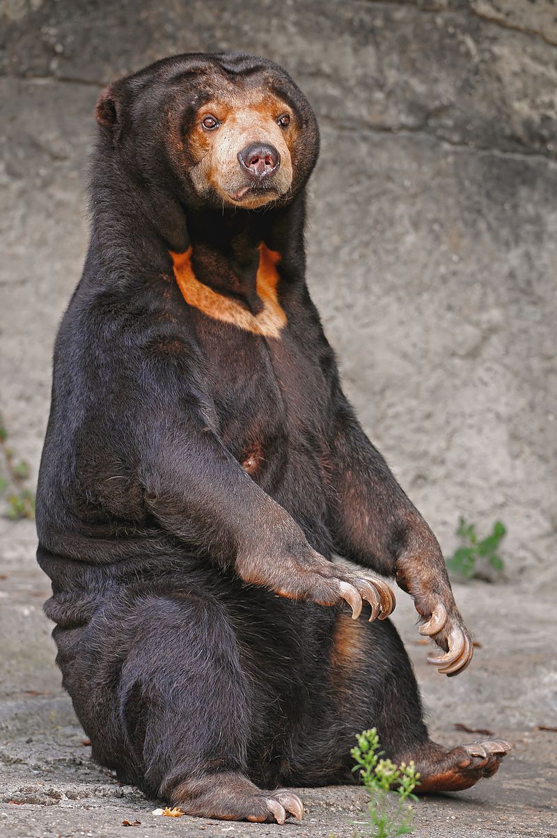 800px-Sitting_sun_bear.jpg