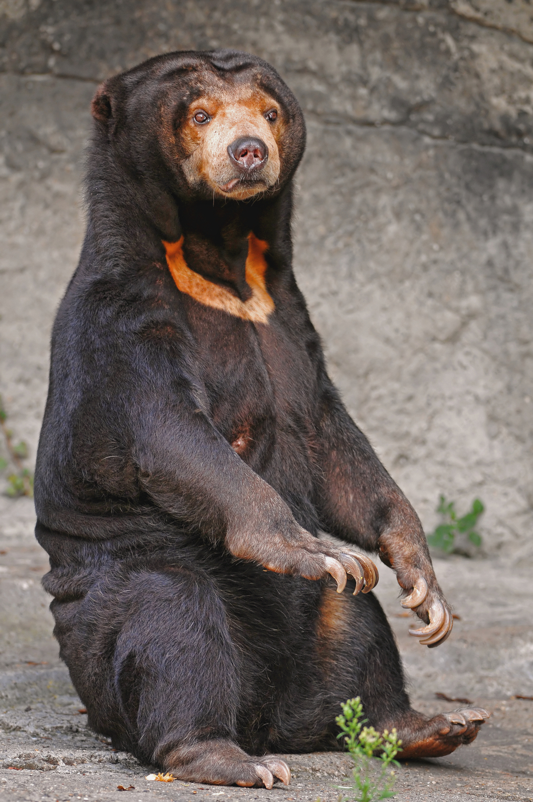 Sitting_sun_bear.jpg