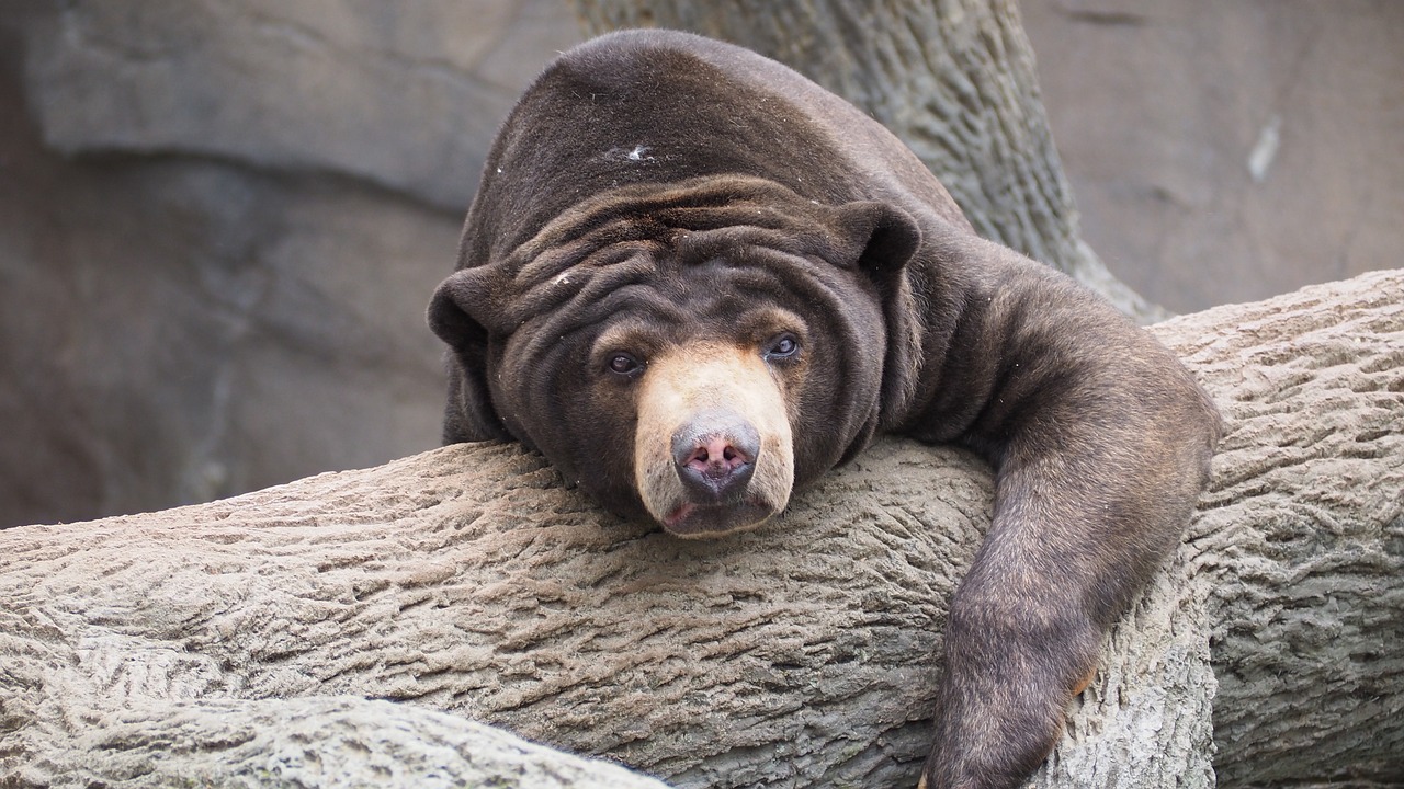 sun-bear-1421786_1280.jpg