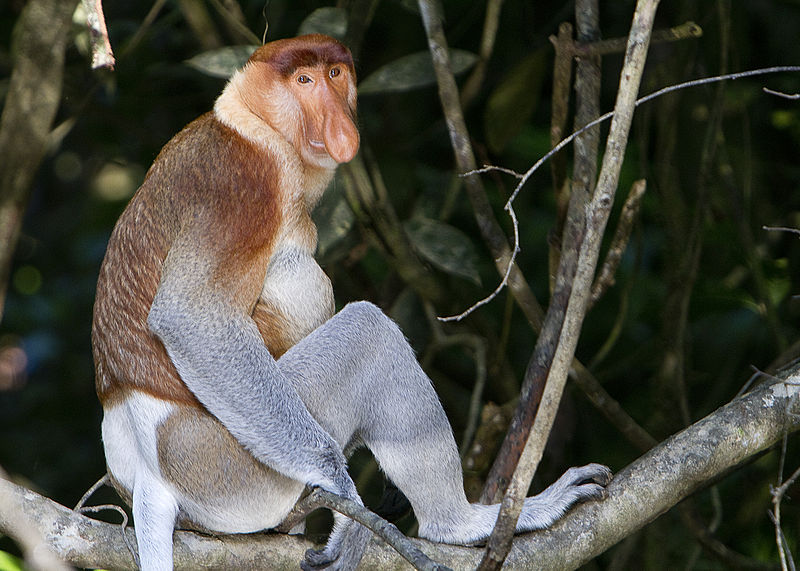 800px-Proboscis_Monkey_in_Borneo.jpg