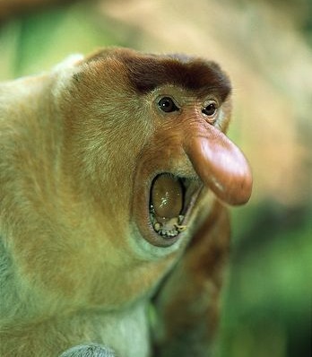 Male-proboscis-monkey.jpg