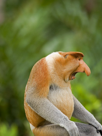 hannaford-mark-alpha-male-proboscis-monkey-in-territorial-stance-sabah-borneo.jpg