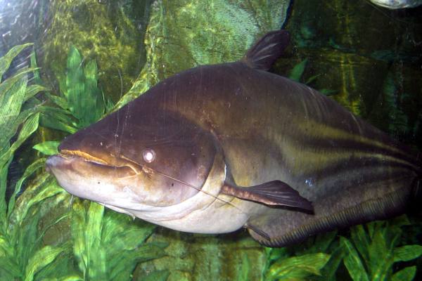giant-catfish.jpg