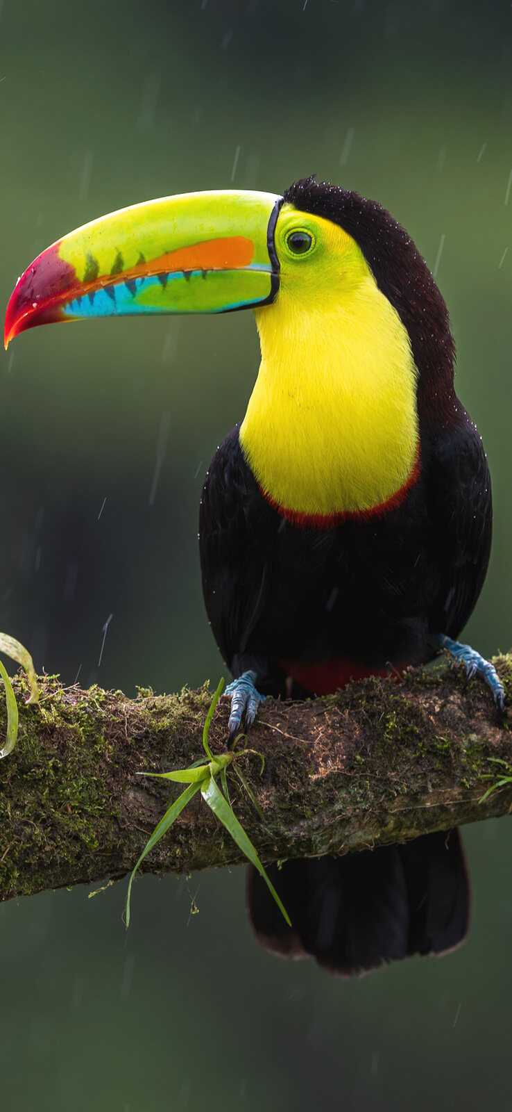 toucan%2Bbird%2Bwallpaper.jpg