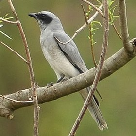 280px-Blackfacedcuckooshrike.jpg