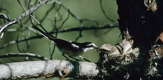 Male-masked-shrike-providing-female-with-food-at-nest.jpg