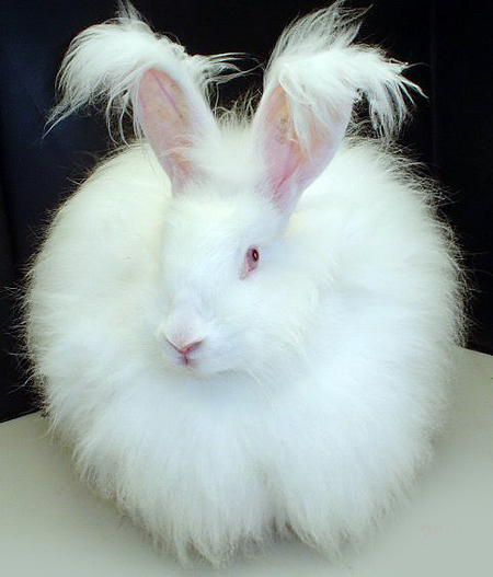 Fluffy_white_bunny_rabbit.jpg
