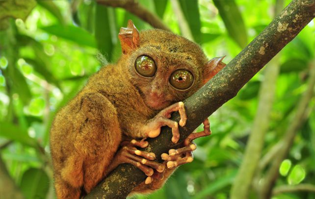 Tarsiers-have-a-body-covered-in-fur-that-can-be-ochre-brown-gold-or-grey-in-color..jpg