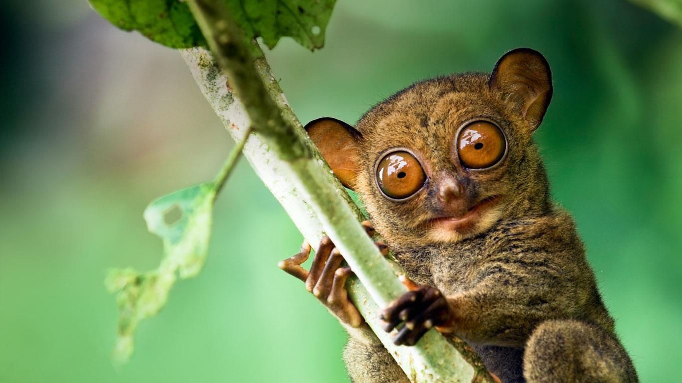 Tarsiers-spray-urine-on-the-tree-branches-to-mark-their-territory..jpg