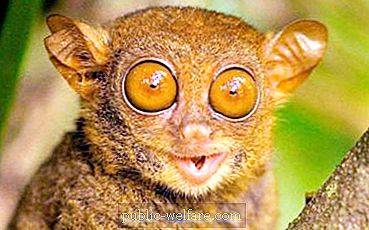 kak-nazivaetsya-zhivotnoe-s-bolshimi-glazami-miloe-malenkoe-zhivotnoe-s-bolshimi-glazami.jpg