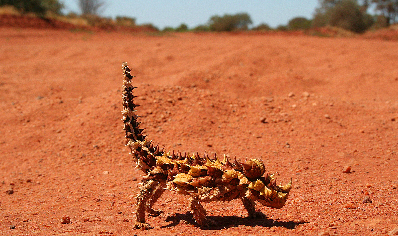 Thornydevil.jpg