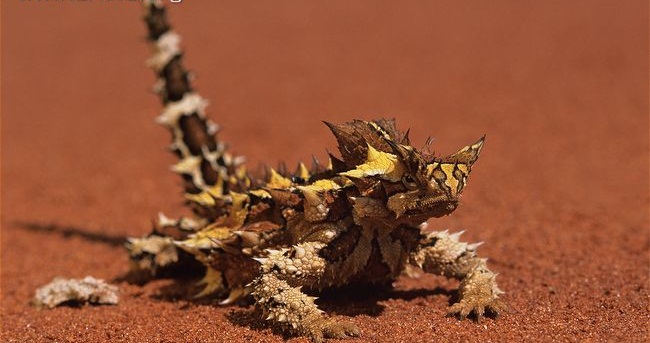 Thorny-devil-head-on.jpg