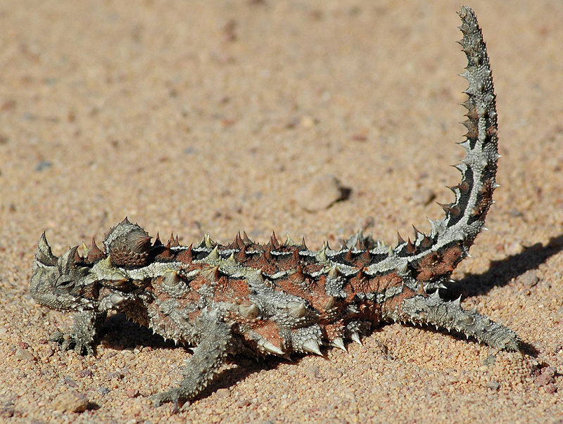 A-thorny-dragon-in-Western-Australia.jpg
