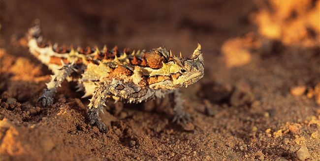 Thorny-devil-camouflaged-against-sand.jpg
