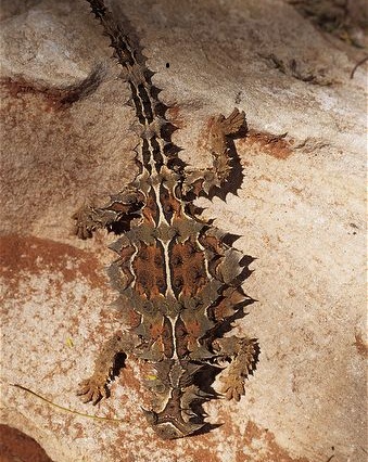 Thorny-devil-on-rock.jpg