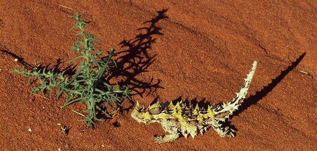 Thorny-devil-.jpg