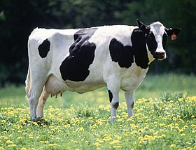 280px-Cow_female_black_white.jpg