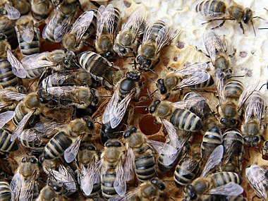 380px-Bienenkoenigin3.jpg
